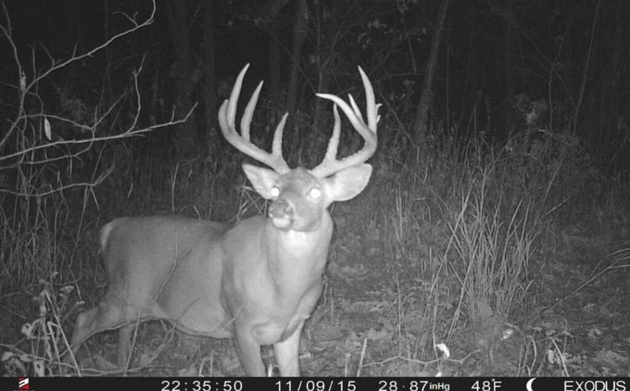 Big buck on deer camera