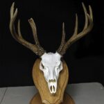 Deer whitetail reproduction mounts antler antlers taxidermy