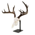Taxidermy mounts antler darren mossy another