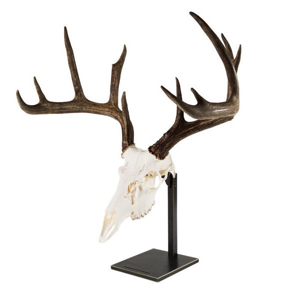 Taxidermy mounts antler darren mossy another