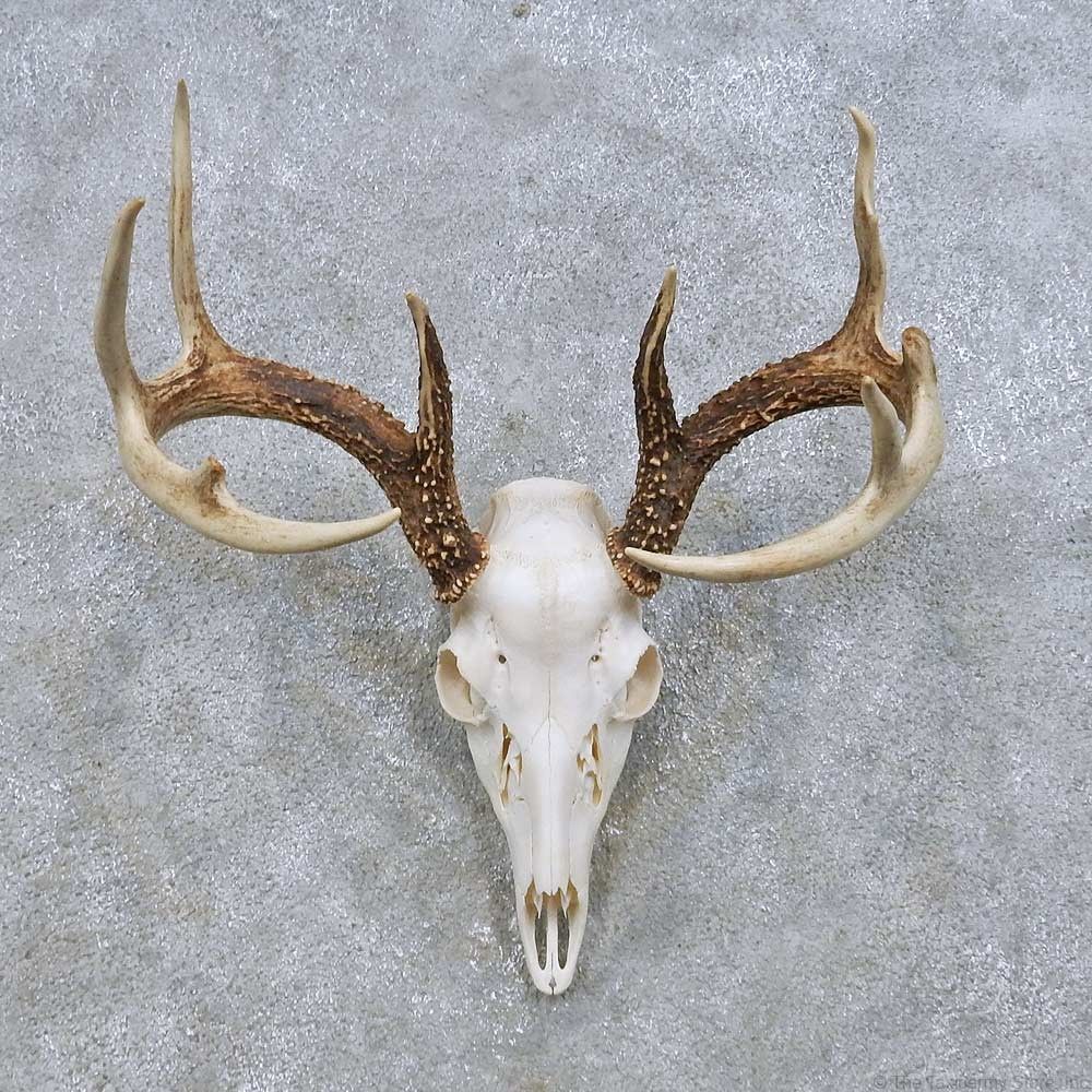 Deer skull table mount