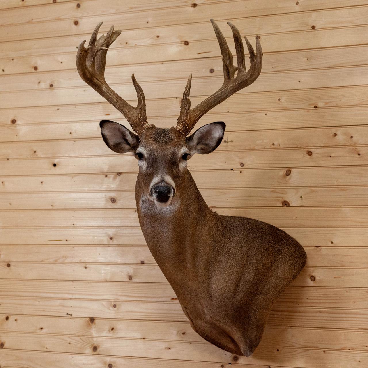 Deer name plate antlers plaques plaque custom walnut euro mount michigan