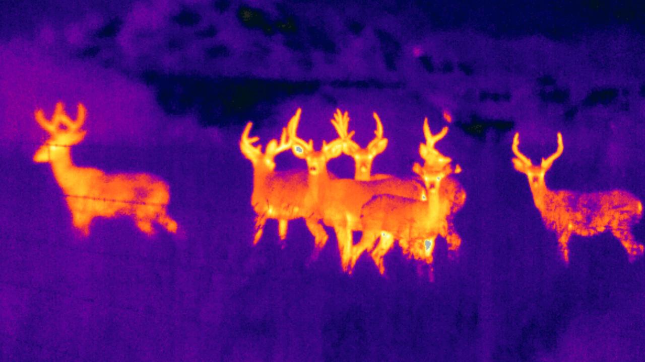 Thermal imaging deer hunting